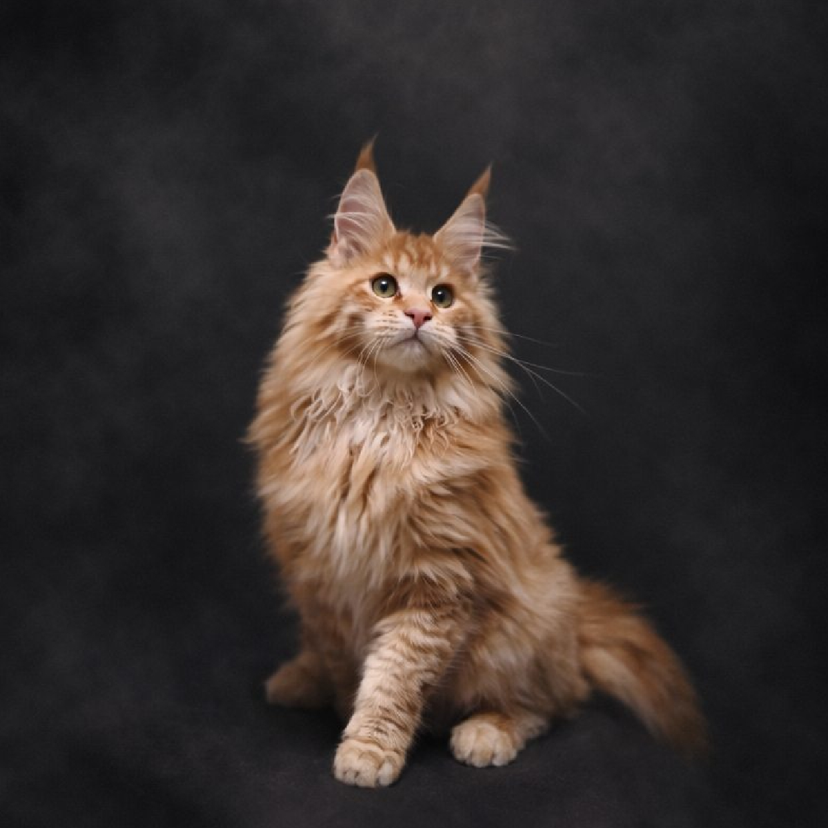 Vaiana chaton Maine Coon Femelle Red Smoke