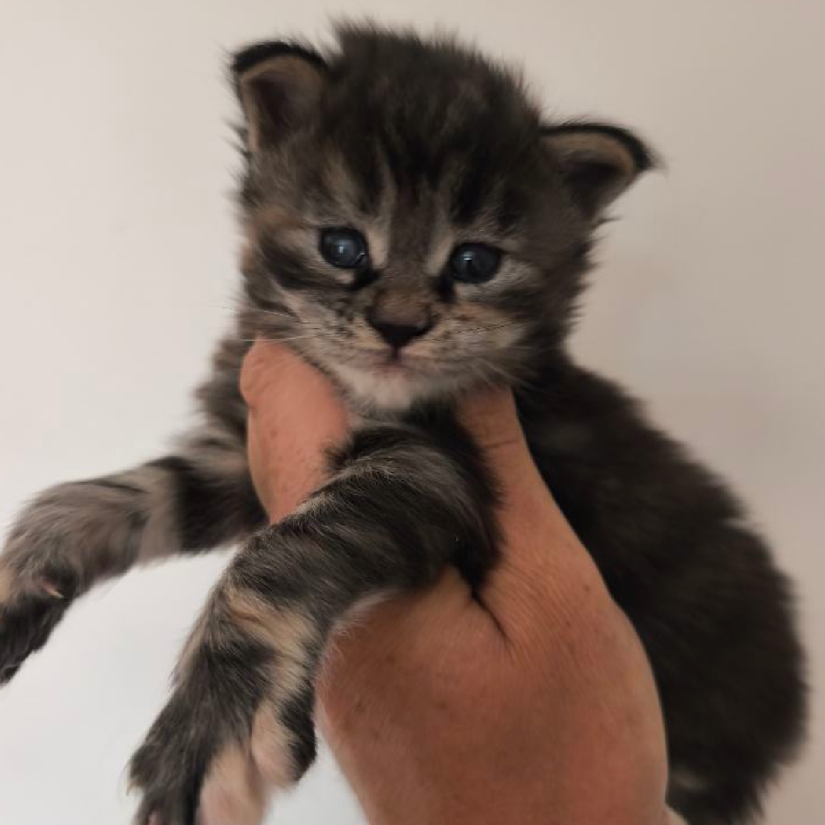 Chaton Maine Coon femelle brown tortie,1 mois , Baia