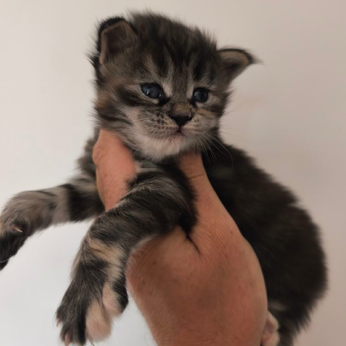 Baia chaton Maine Coon Femelle Brown tortie blotched tabby