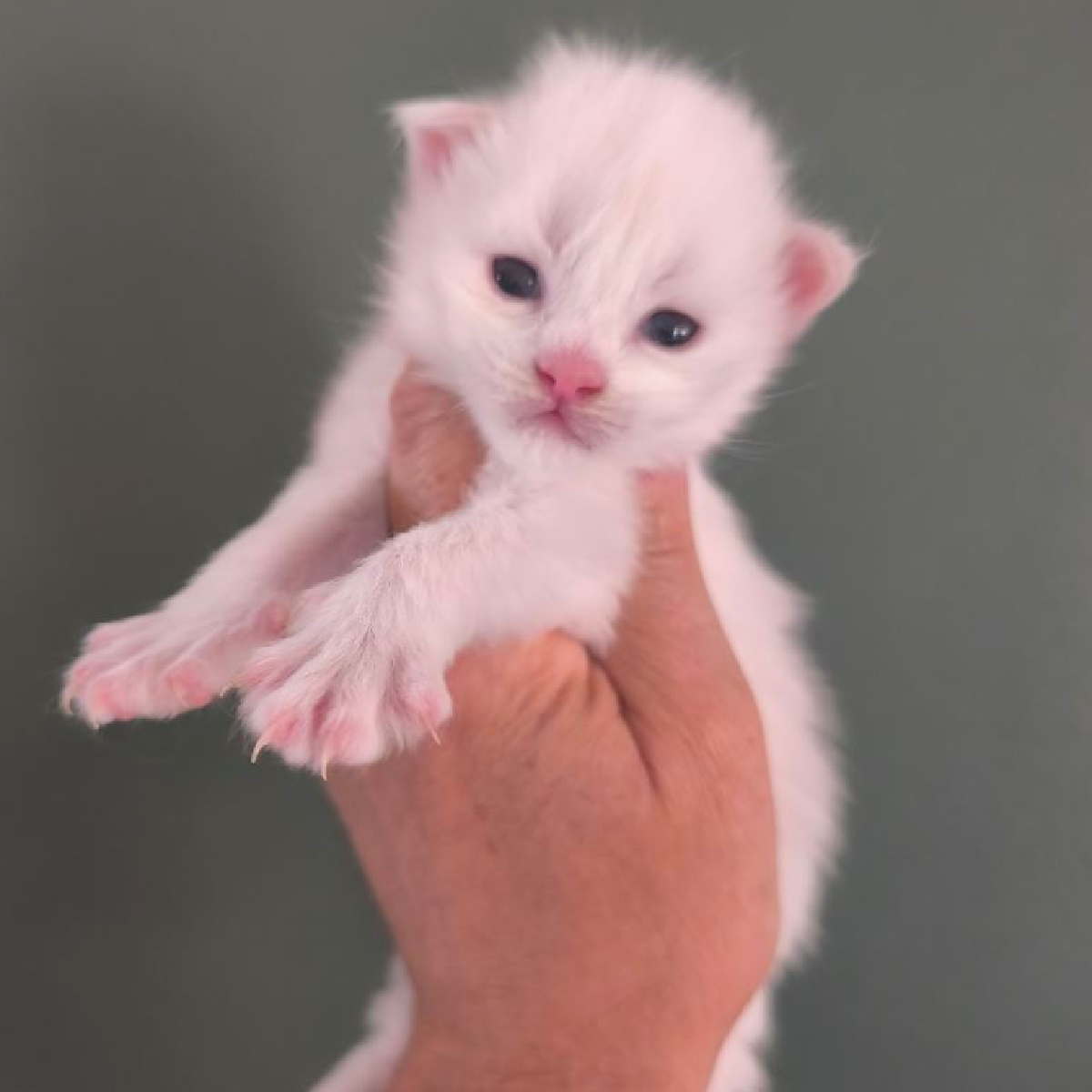 Bella chaton Maine Coon Femelle Blanc