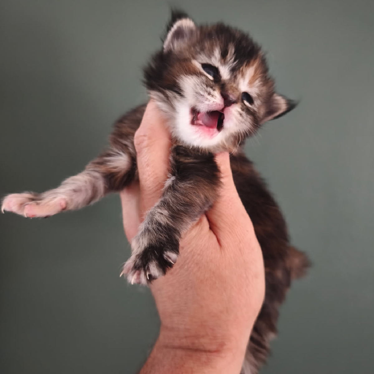 Bérina chaton Maine Coon Femelle black Tortie 