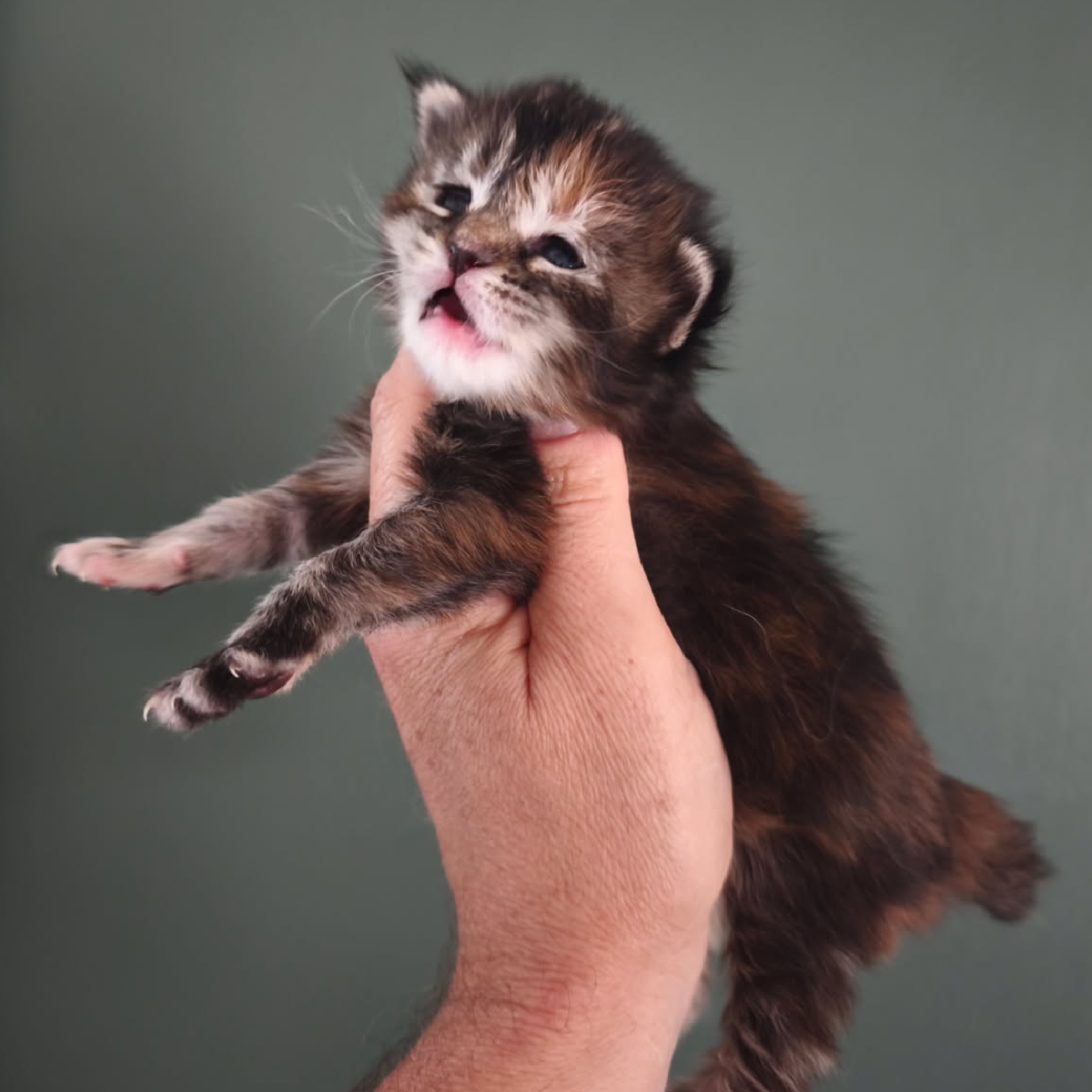 Chaton Maine Coon femelle black tortie de jours nommé Berina
