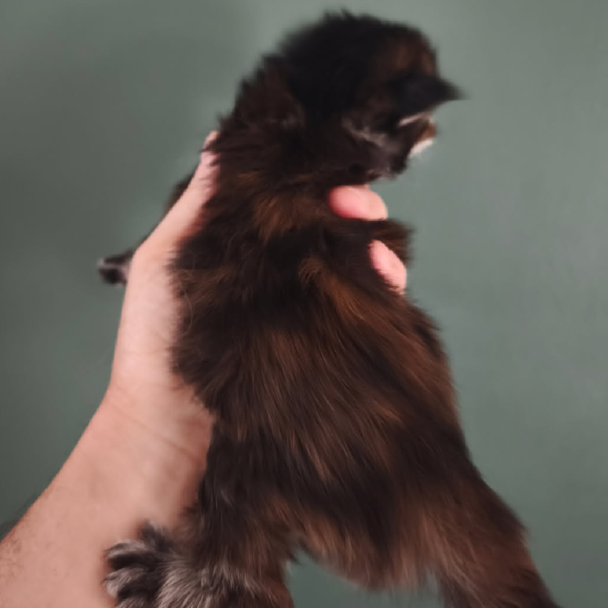 Chaton Maine Coon black tortie femelle âgée de 15 jours, Berina