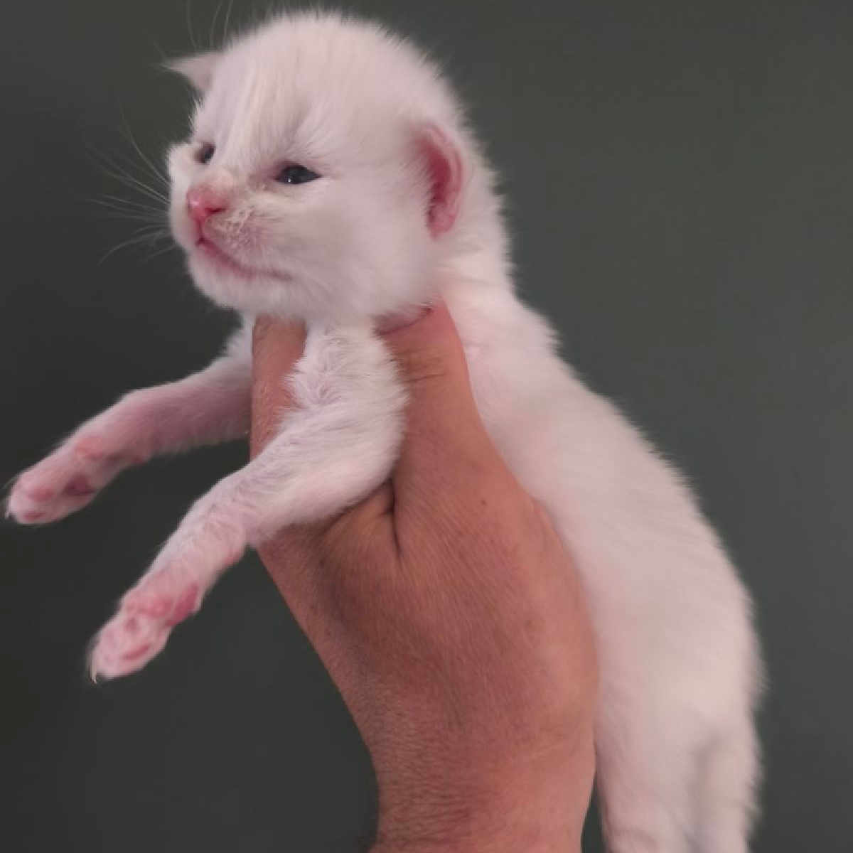 Berlioz chaton Maine Coon Mâle Blanc