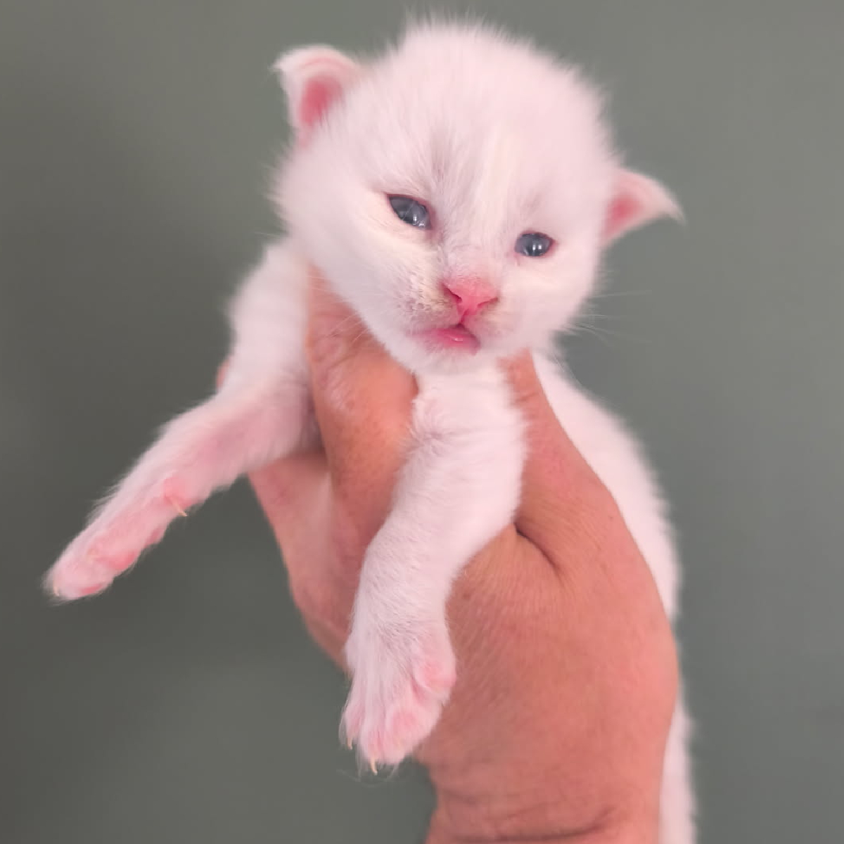 Chaton Maine Coon male agé de 15 jours, Berlioz