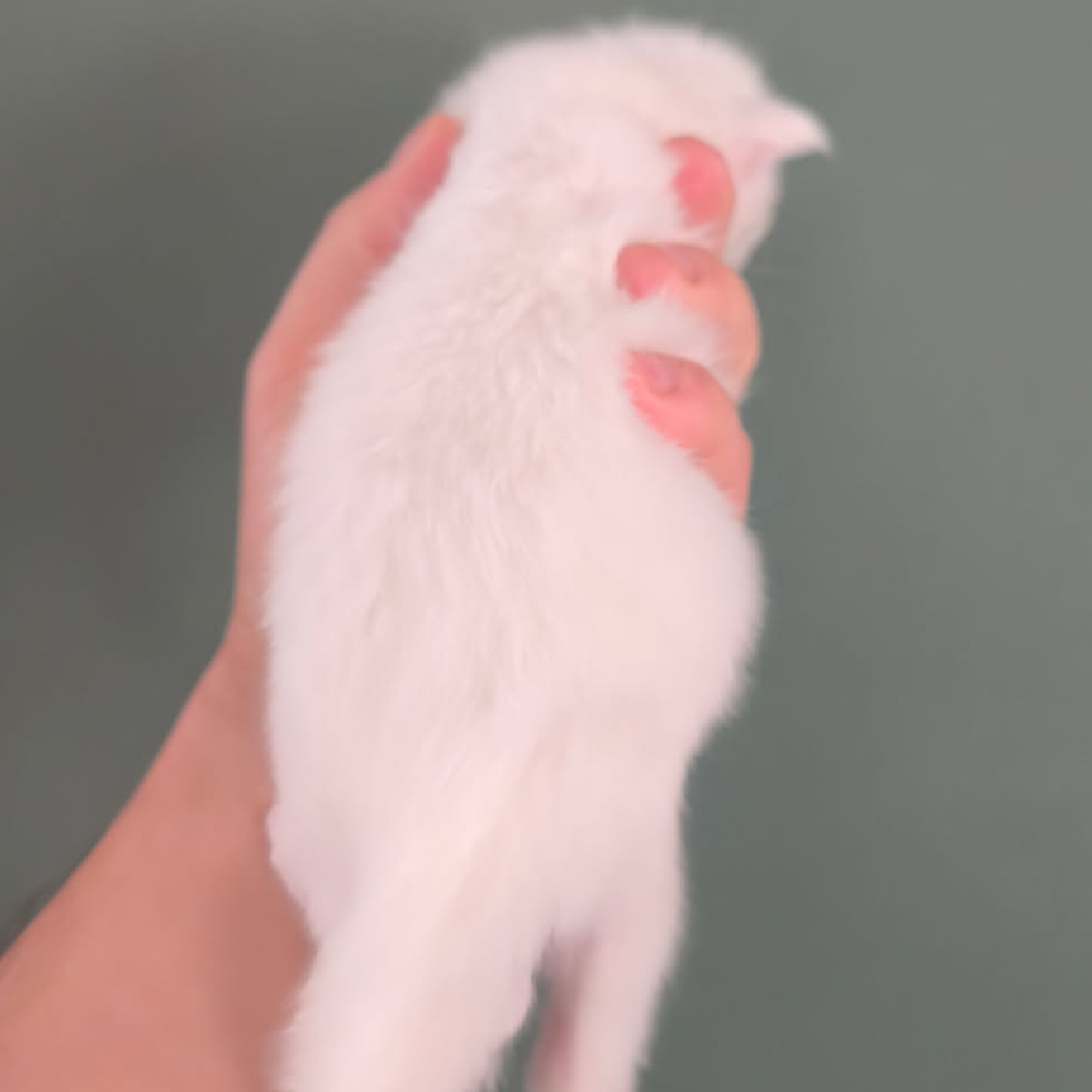 Chaton Maine Coon blanc male 15 jours