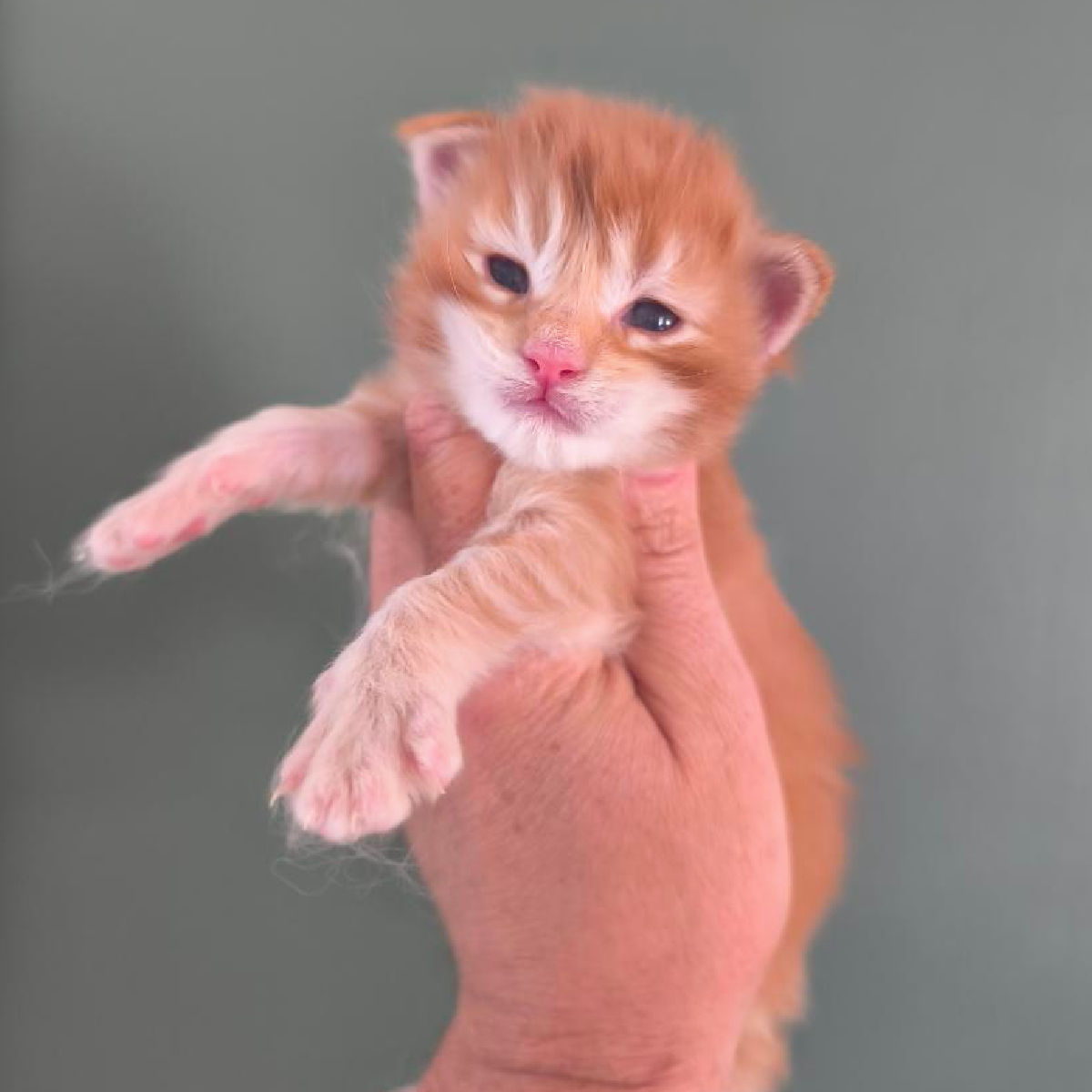 Blaze chaton Maine Coon Mâle Roux