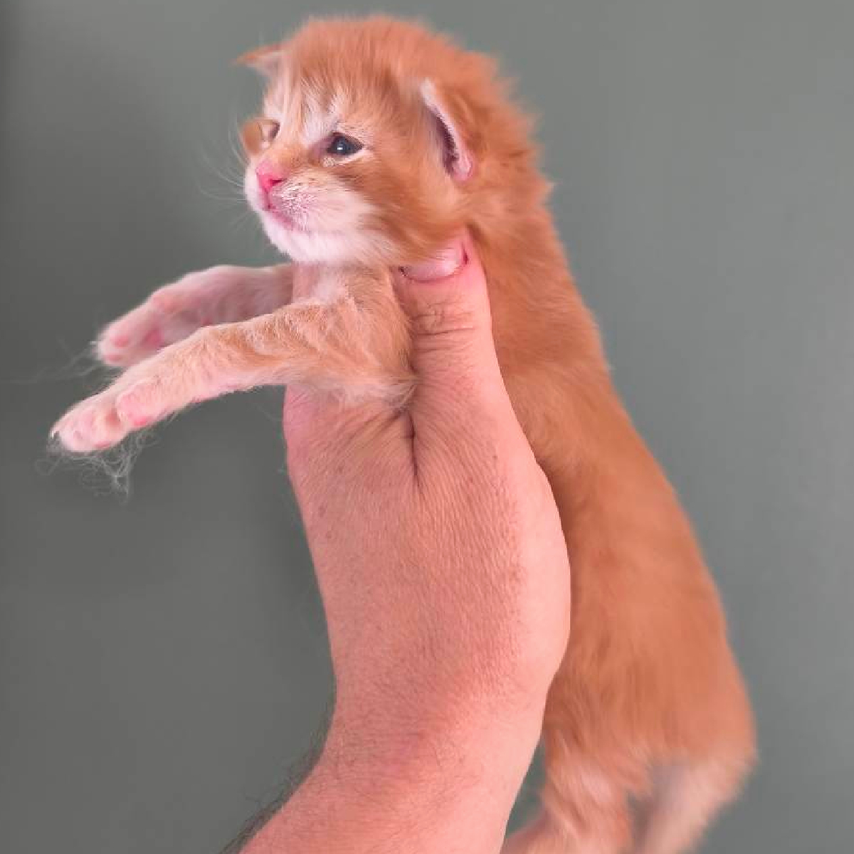 Chaton Maine Coon mâle roux de 15 jours nommé Blaze