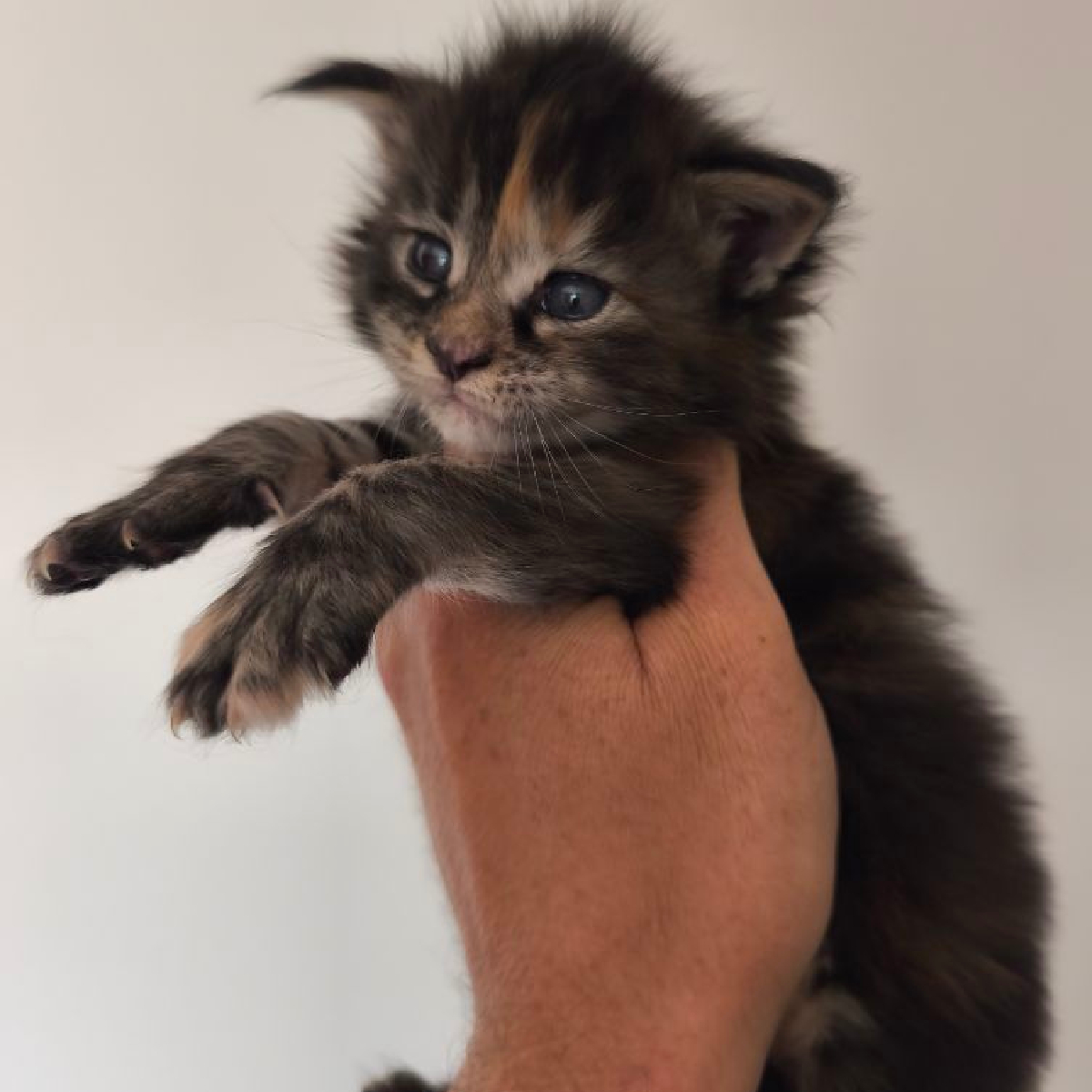 Chaton Maine Coon femelle brown tortie, 1 mois Bliss