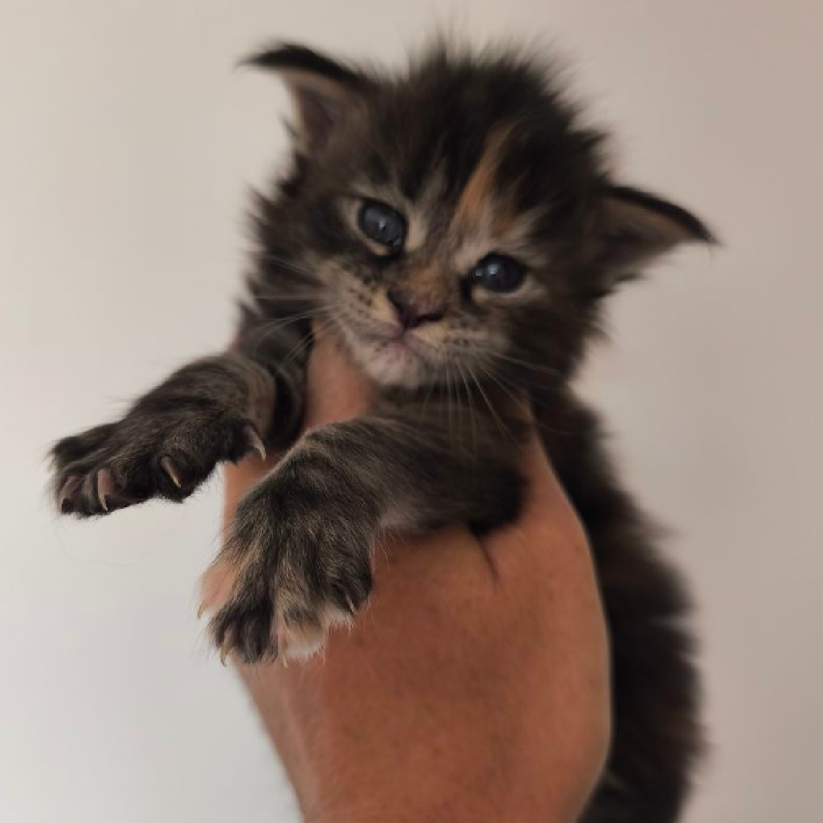 Bliss chaton Maine Coon Femelle Brown Tortie blotched tabby