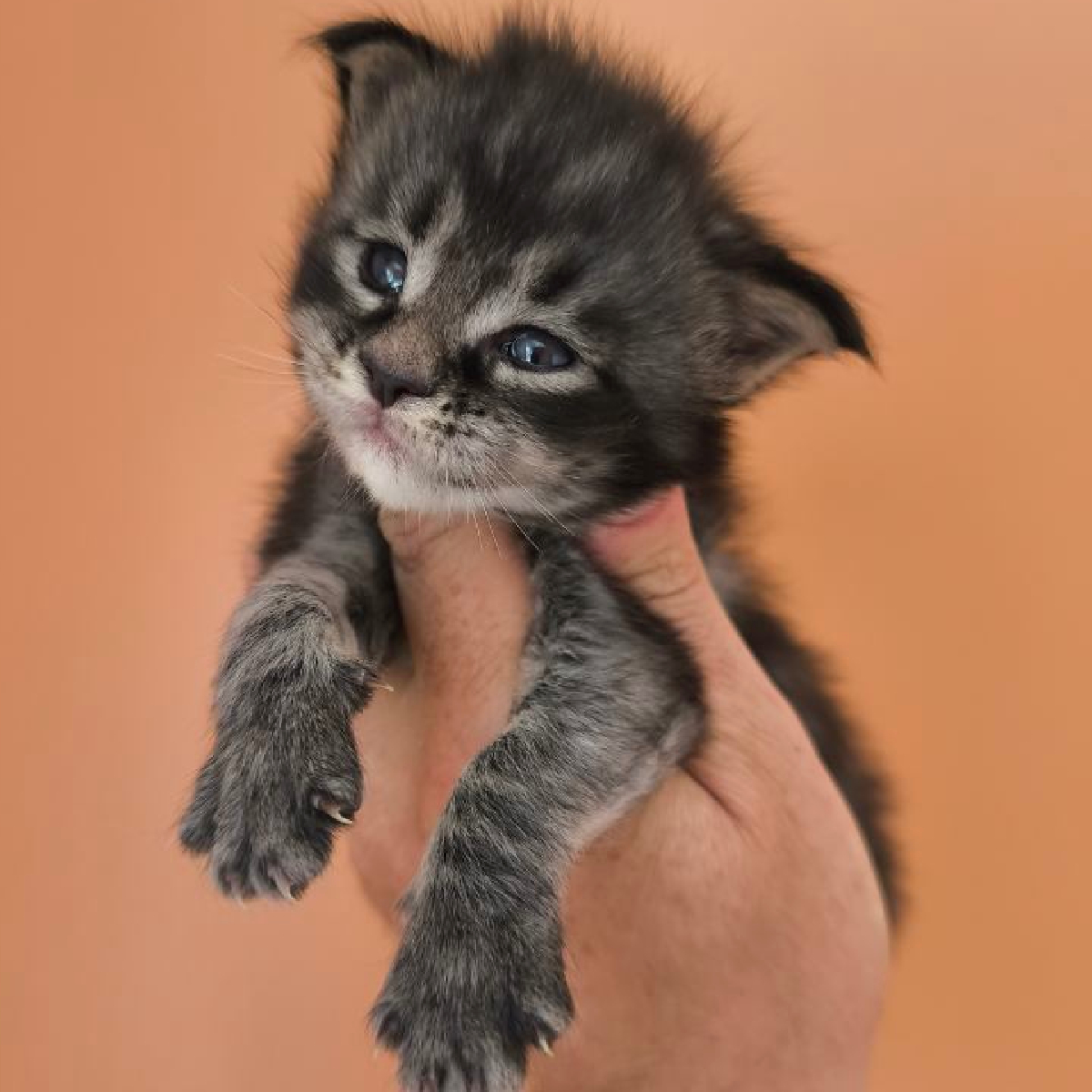 Chaton Maine Coon male black silver blotched tabby, 1 mois ,nommé Brenus