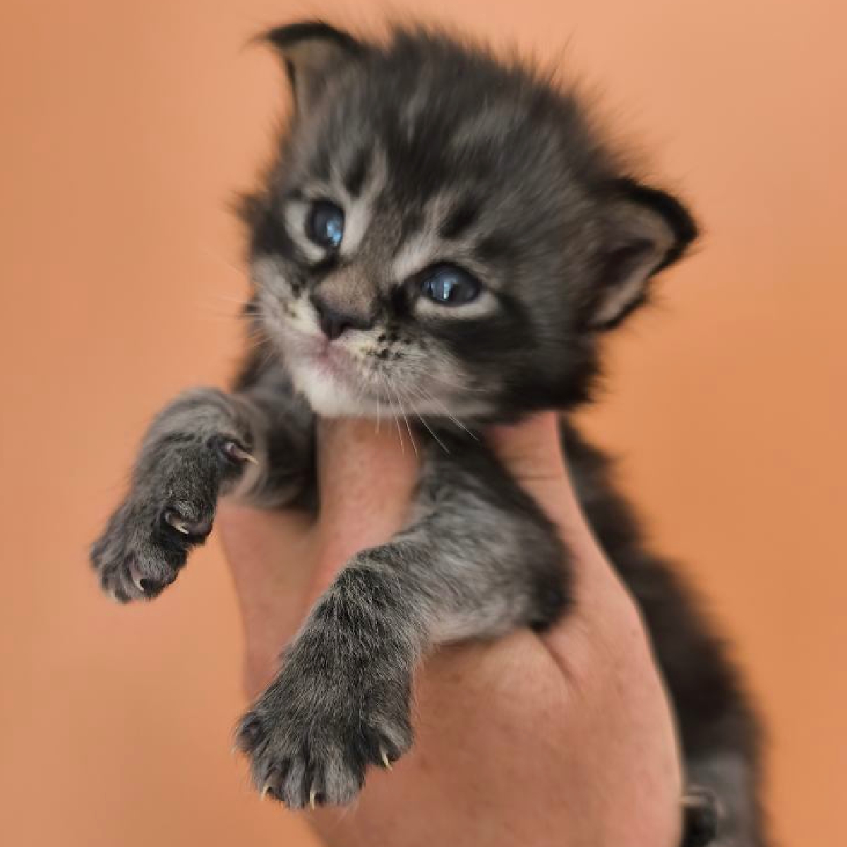 Brénus chaton Maine Coon Mâle Black silver blotched tabby
