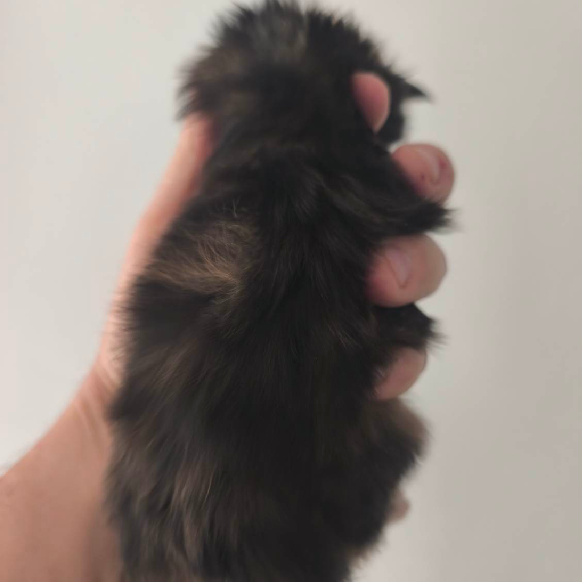 Chaton Maine Coon femelle black tortie de 15 jours nommé Brezia