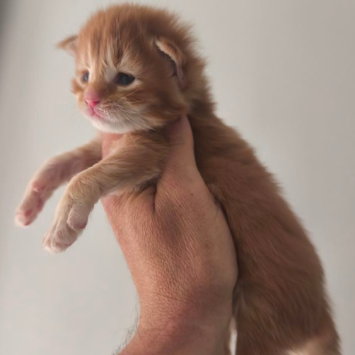 Chaton Maine Coon roux male agé de 15 jours Bronx