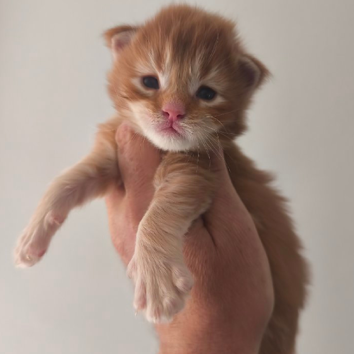 Bronx chaton Maine Coon Mâle Roux