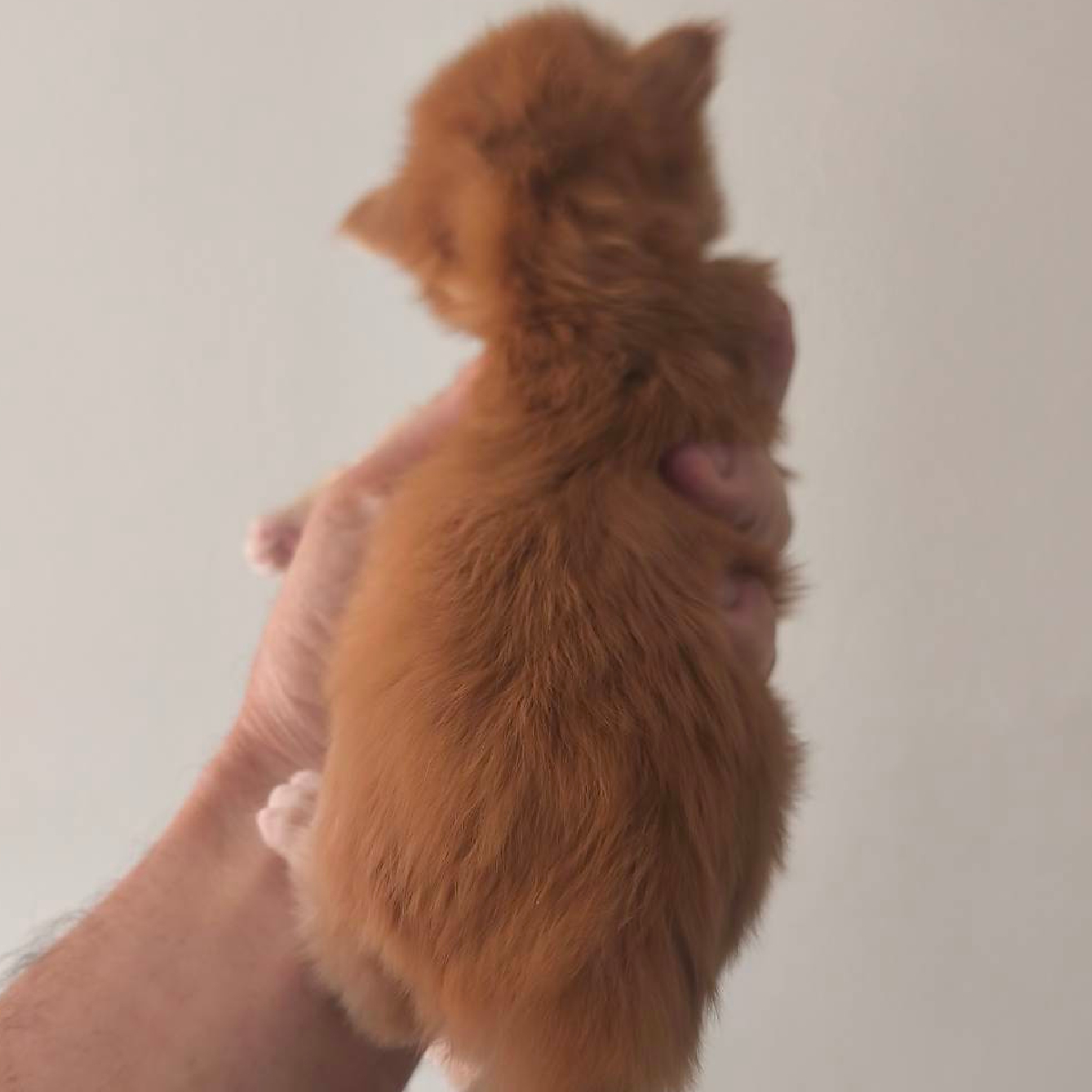 Chaton Maine Coon male roux de 15 jours nommé Bronx