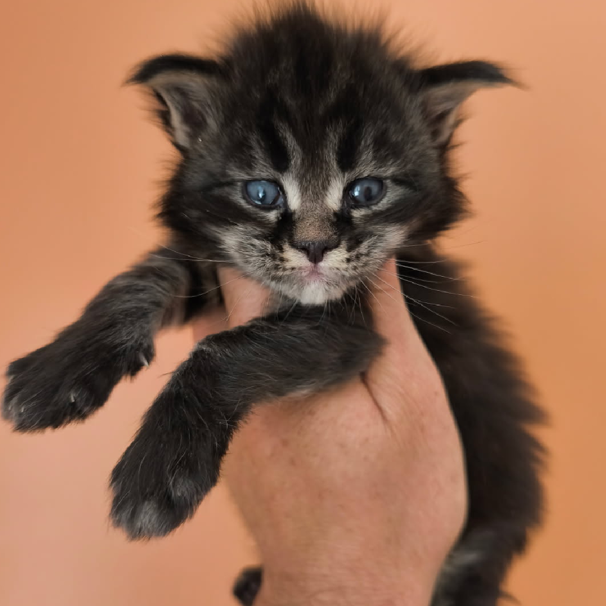 Nuage, Maine Coon male brown blotched tabby, 1 mois, élevage Ogador