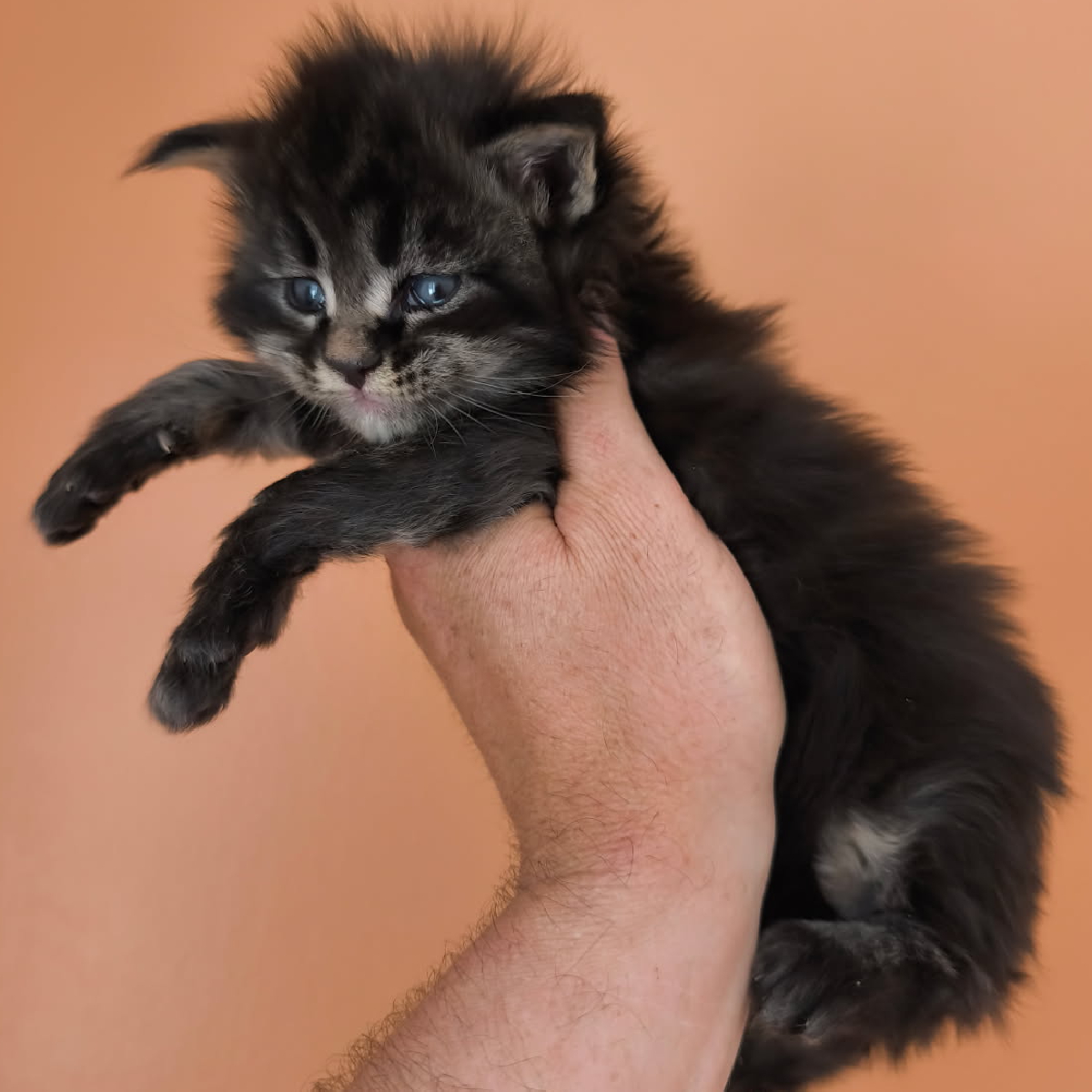 Nuage chaton Maine Coon Mâle Brown blotched tabby