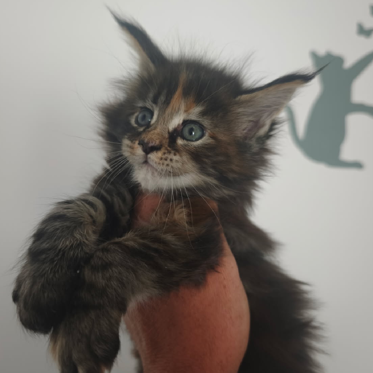 Evolution d'une chatonne Maine Coon brown tortie à 1 mois et 10 jours