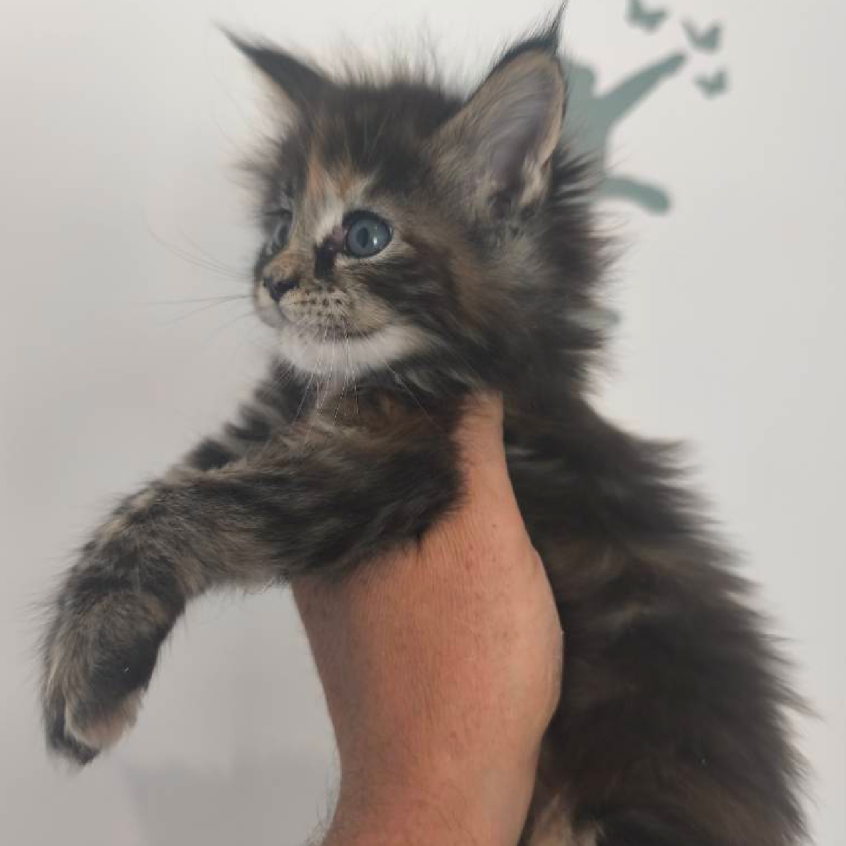 Croissance d'une chatonne Maine Coon brown tortie à la chatterie Ogador