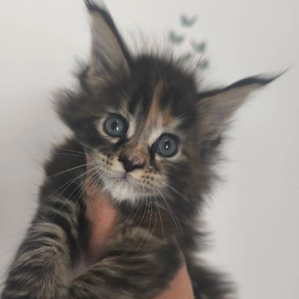 Chatonne Maine Coon femelle brown tortie nommée Bliss à l'âge de 1 mois et 10 jours