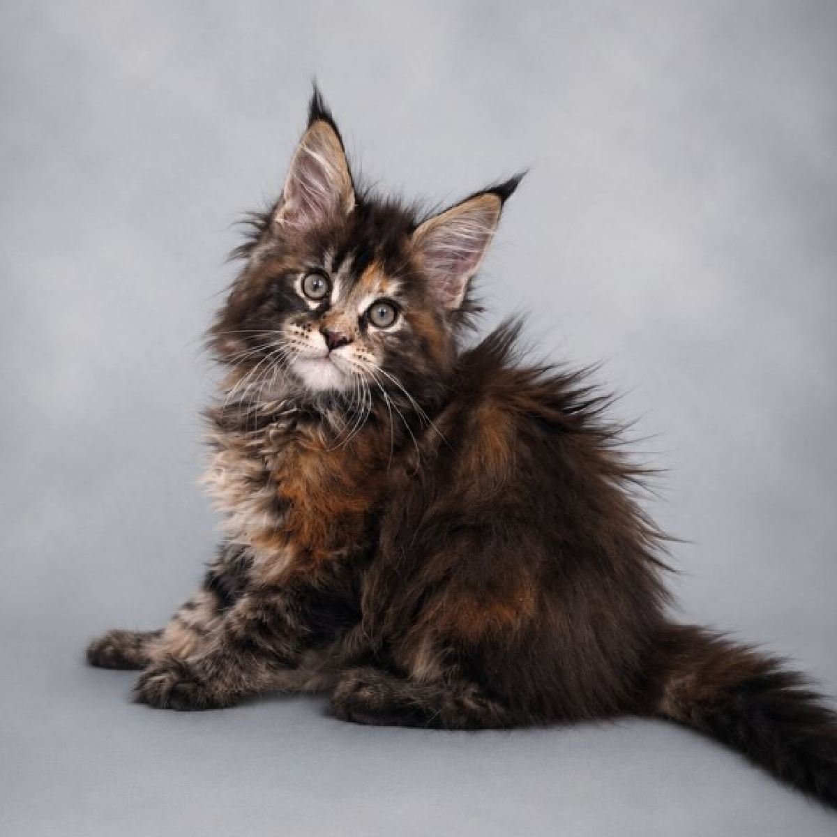 Chaton Maine Coon femelle brown tortie de 2 mois.