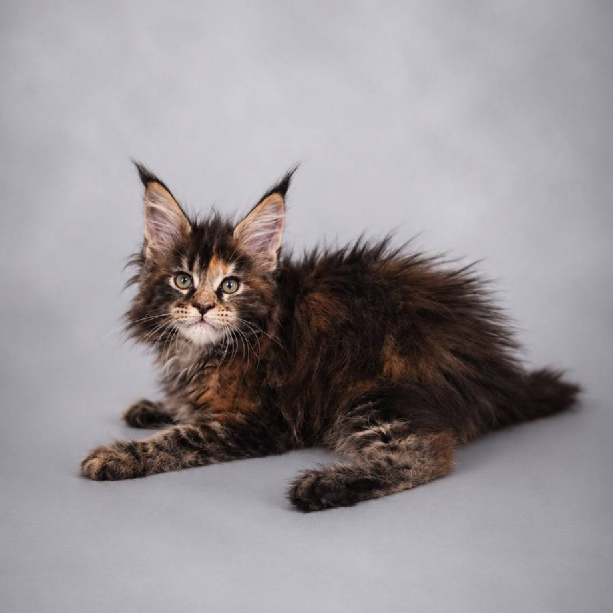 Jeune femelle Maine Coon brown tortie avec grandes oreilles.