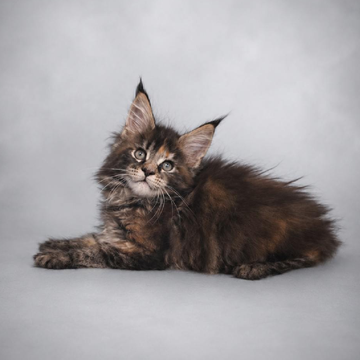 Chaton Maine Coon brown tortie femelle à la chatterie Ogador.