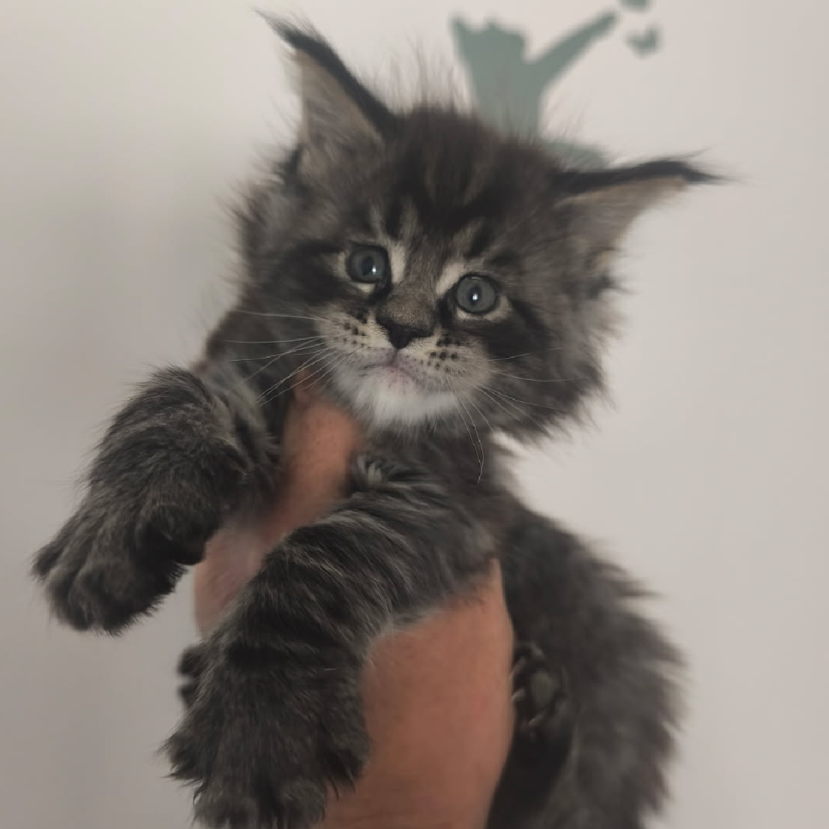 Evolution d'un chaton Maine Coon mâle black smoke Ogador