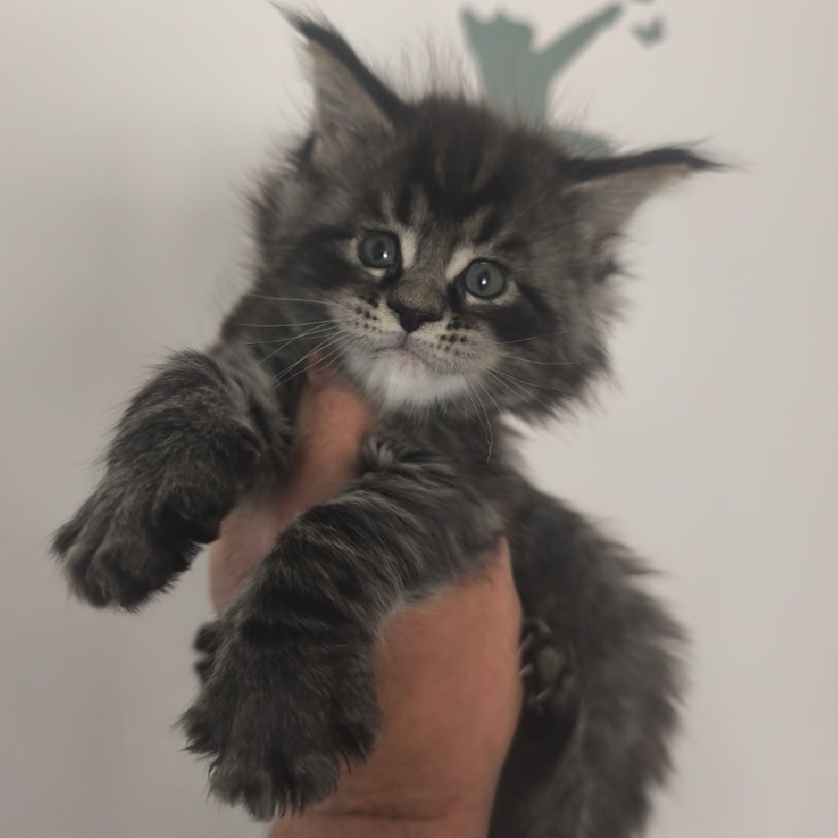 Croissance d'un chaton Maine Coon mâle black smoke à la chatterie Ogador