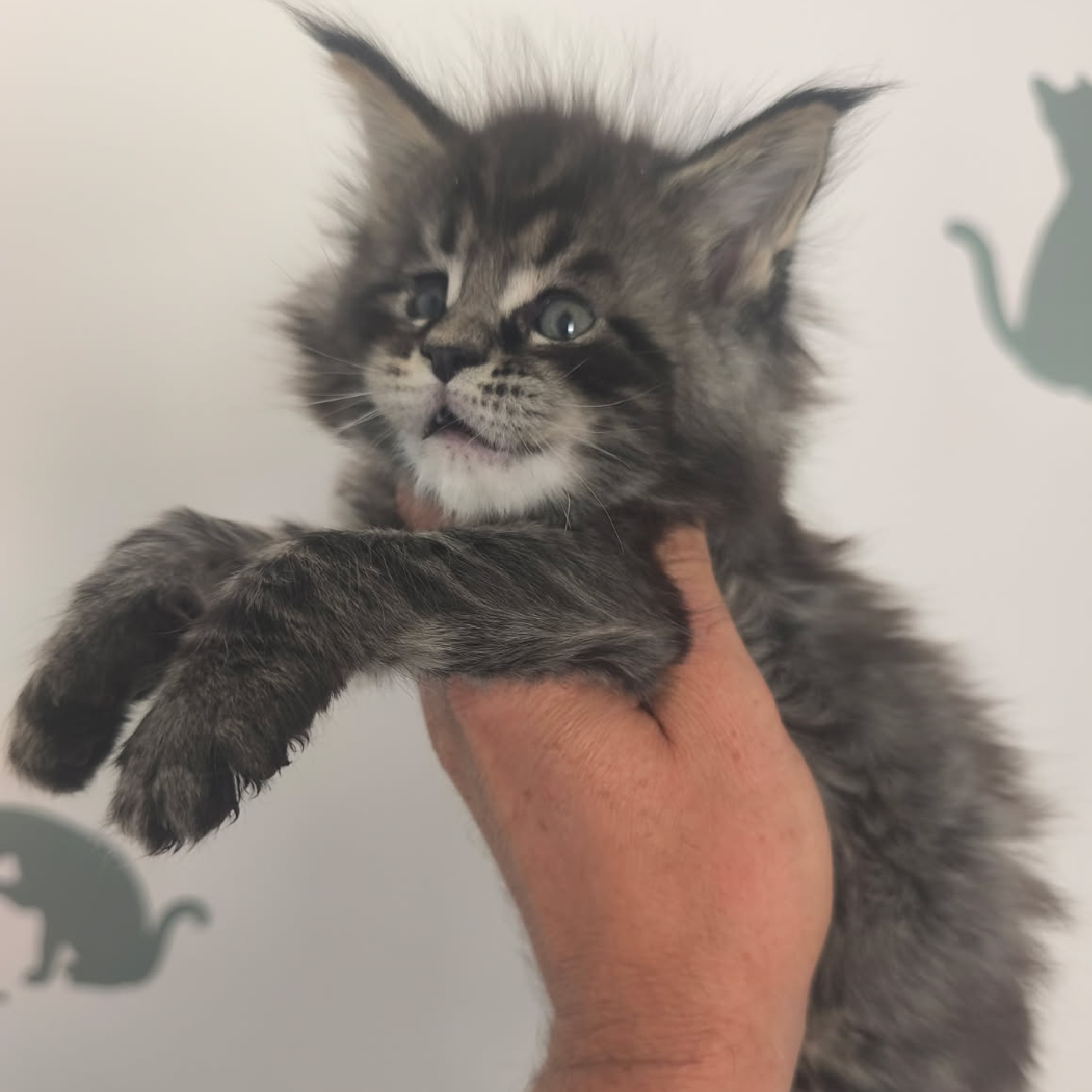 Jeune chaton Maine Coon mâle smoke à la chatterie Ogador