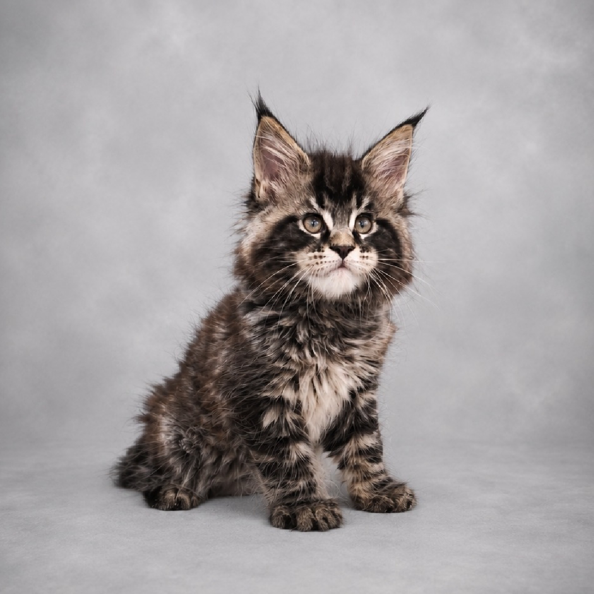 Jeune mâle Maine Coon black smoke avec grandes oreilles