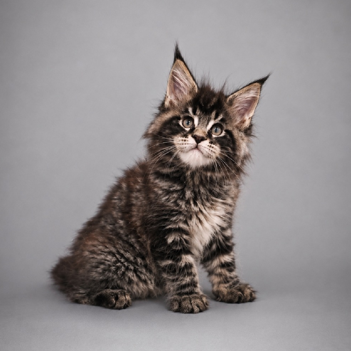 Chaton Maine Coon mâle black smoke âgé de 2 mois