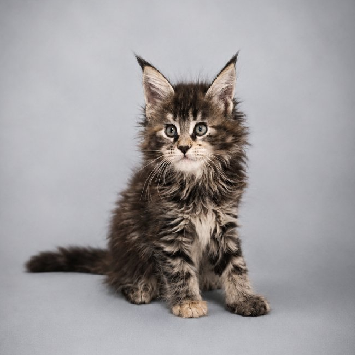 Chaton Maine Coon mâle black smoke de 2 mois à la chatterie Ogador.