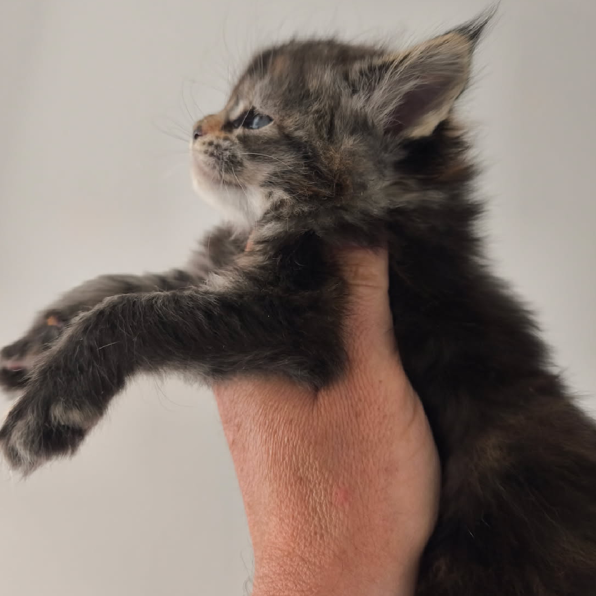 Evolution d'une chatonne d'une chatonne Maine Coon black tortie à 1 mois