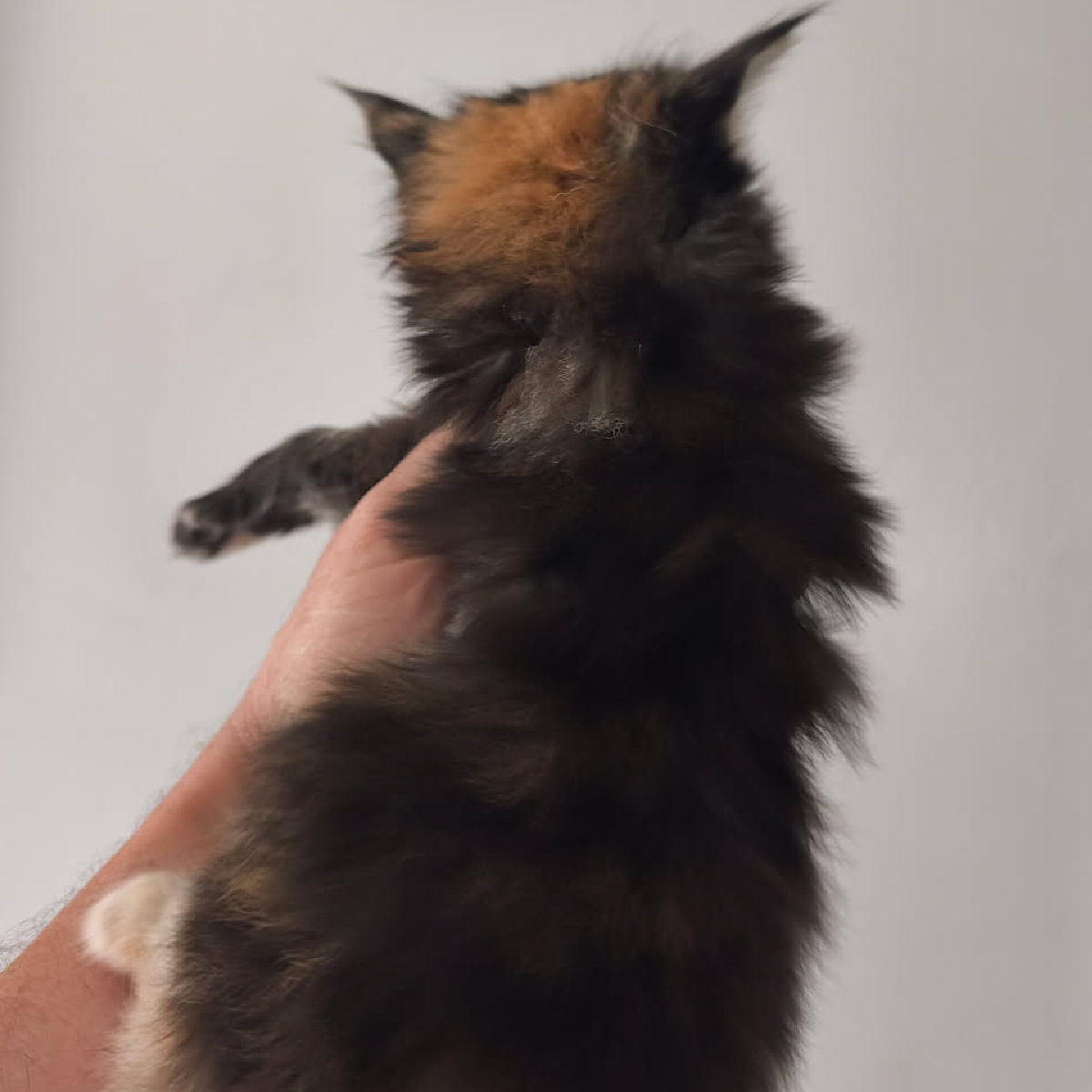 Croissance d'une chatonne Maine Coon black tortie à la chatterie Ogador
