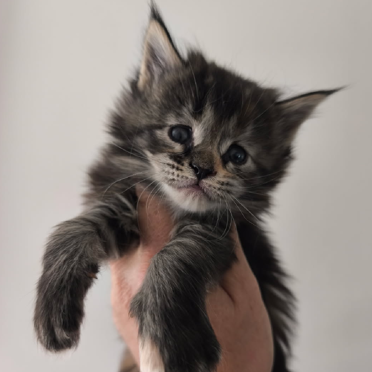 Chatonne Maine Coon femelle black tortie nommée Brezia à l'âge de 1 mois