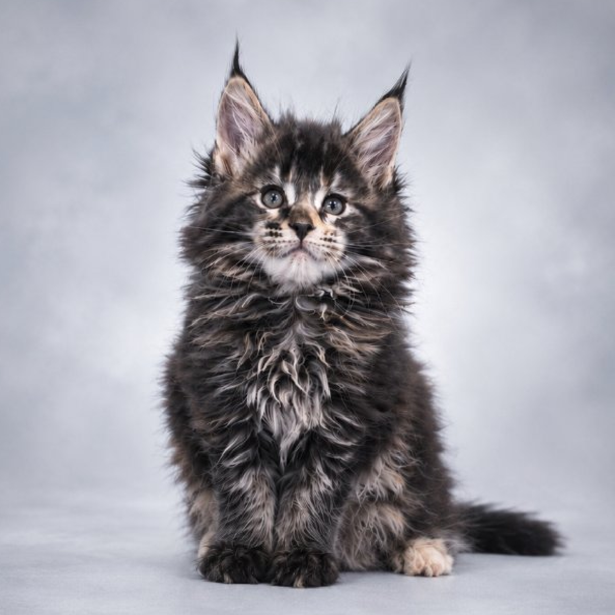 Brezia chaton Maine Coon femelle black tortie de profil à 1 mois et demi