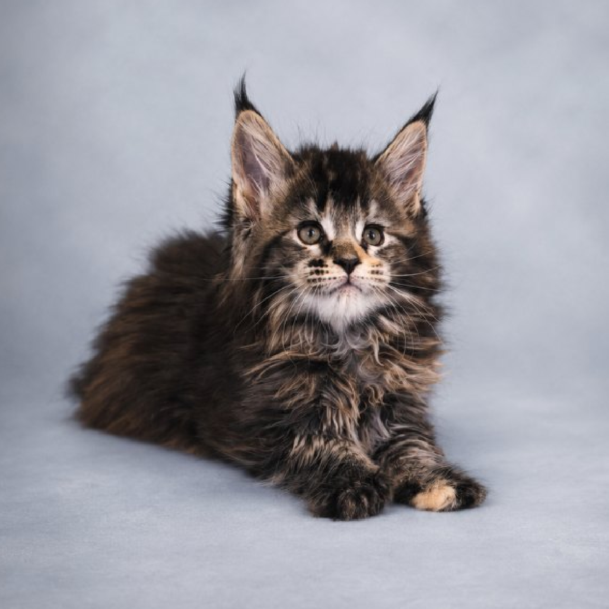 Portrait de Brezia chaton Maine Coon femelle black tortie de 1 mois et demi