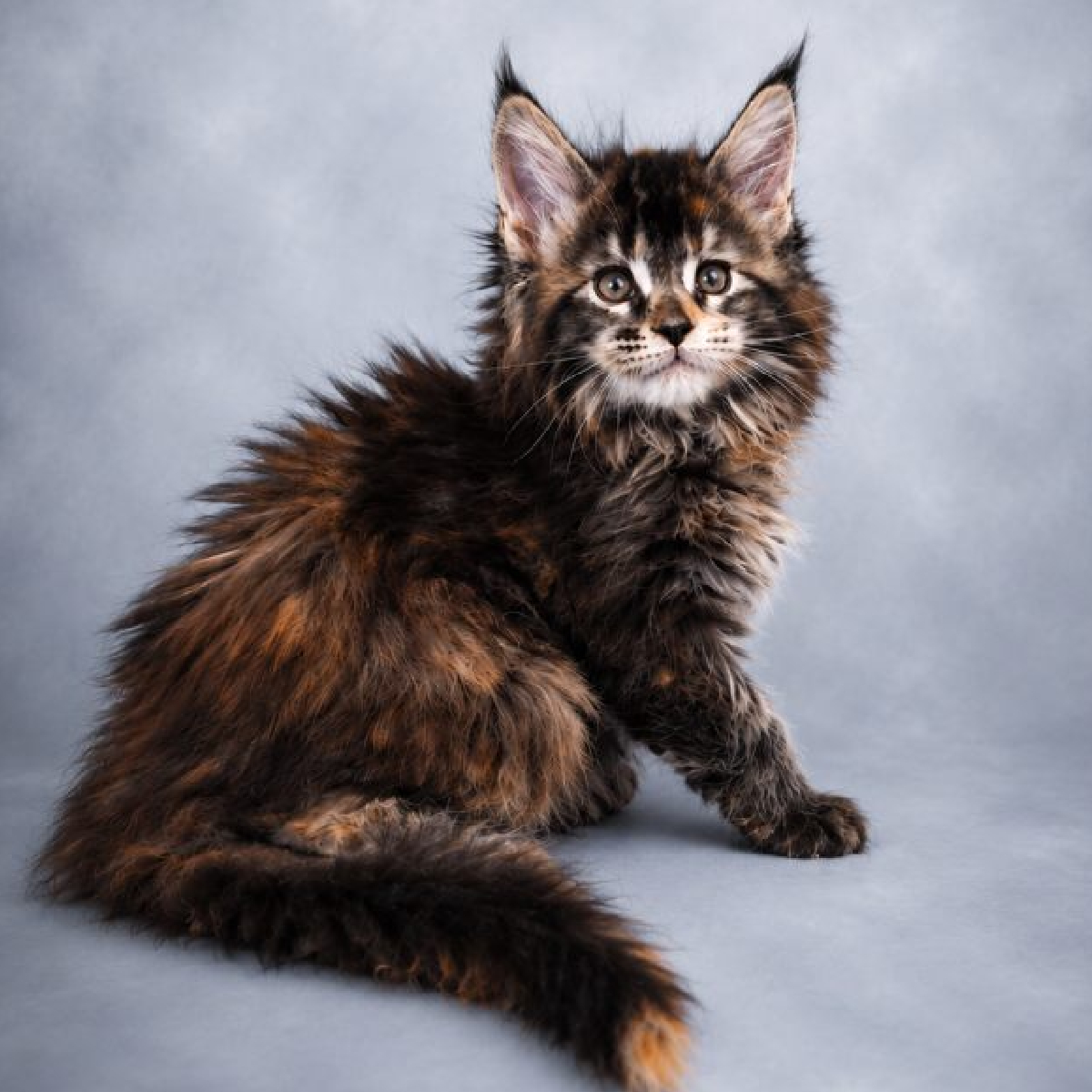 Brezia chaton Maine Coon femelle black tortie âgée de 1 mois et demi
