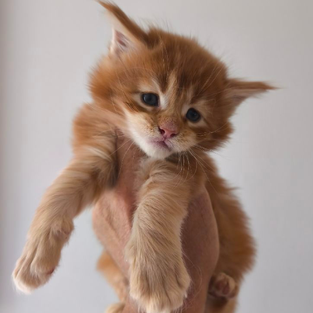 Croissance d'un chaton Maine Coon roux à la chatterie Ogador