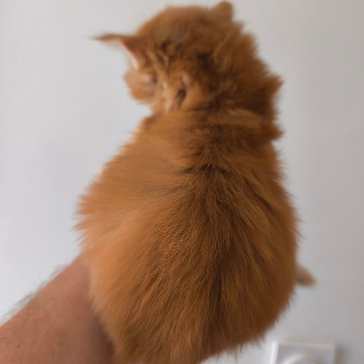 Evolution d' un chaton Maine Coon mâle roux à 1 mois
