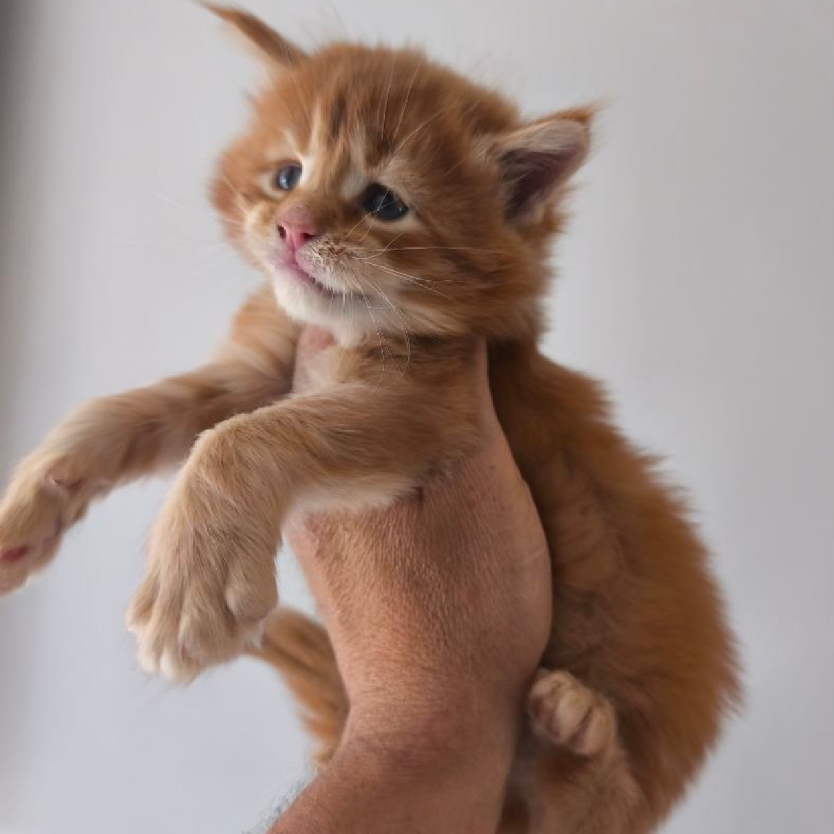 Chaton Maine Coon mâle nommé bronx à l'âge de 1 mois