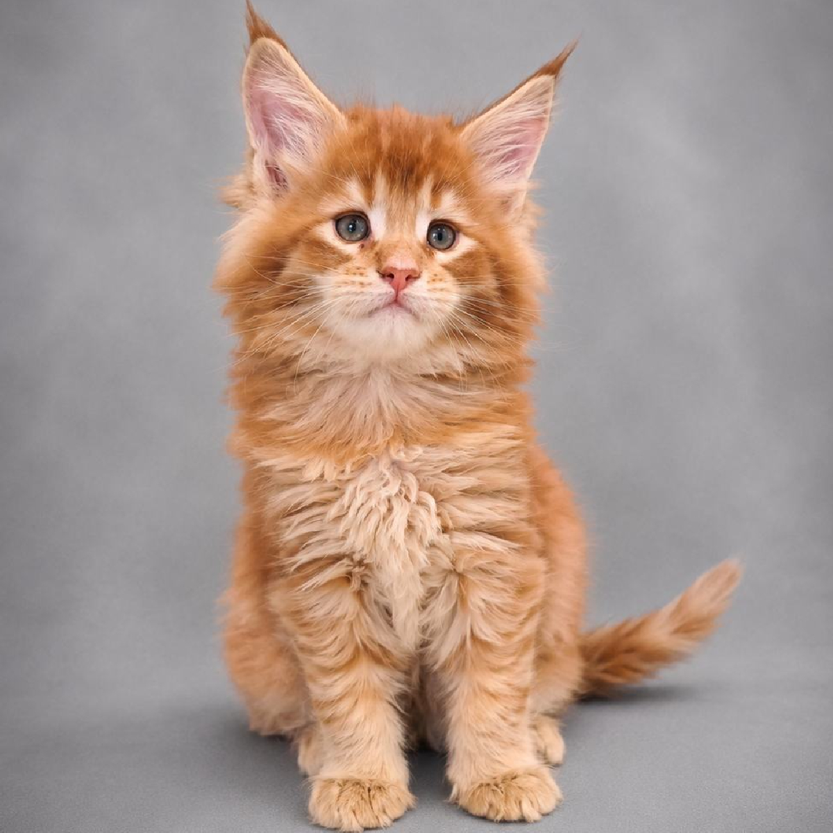 Portrait de Bronx chaton Maine Coon mâle roux de 1 mois et demi