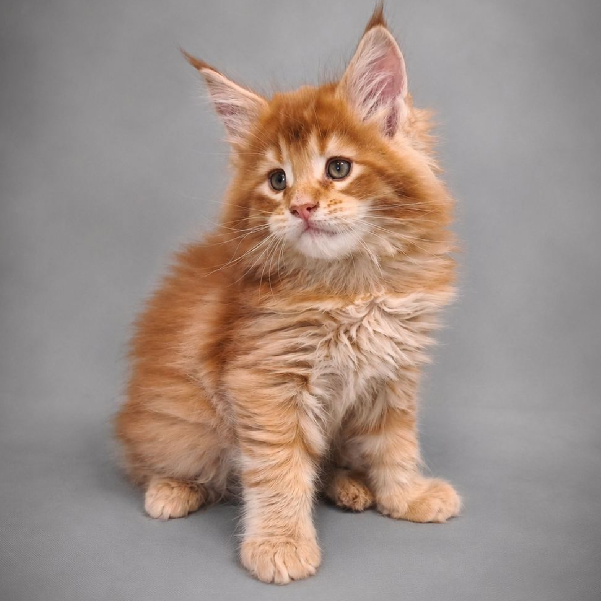 Bronx, chaton Maine Coon mâle roux âgé de 1 mois et demi