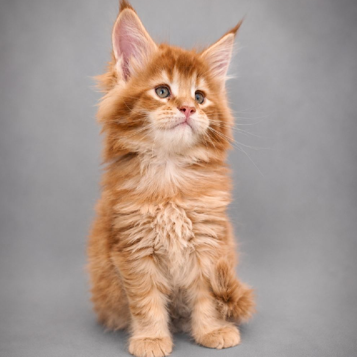 Bronx chaton Maine Coon mâle roux de profil 1 mois et demi