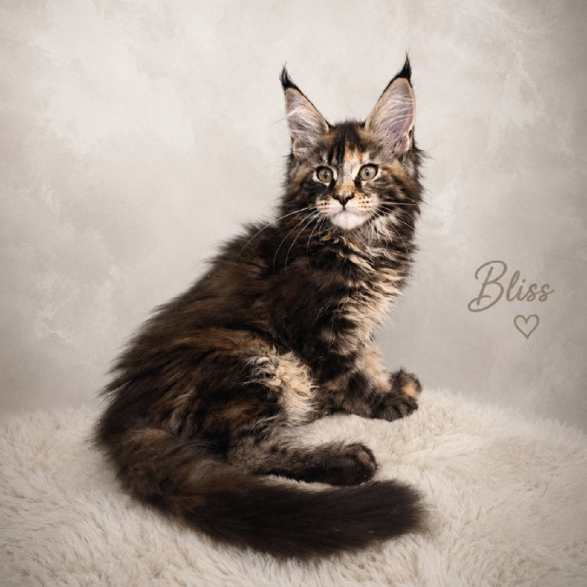 Portrait de bliss femelle Maine coon brown tortie de la chatterie Ogador.