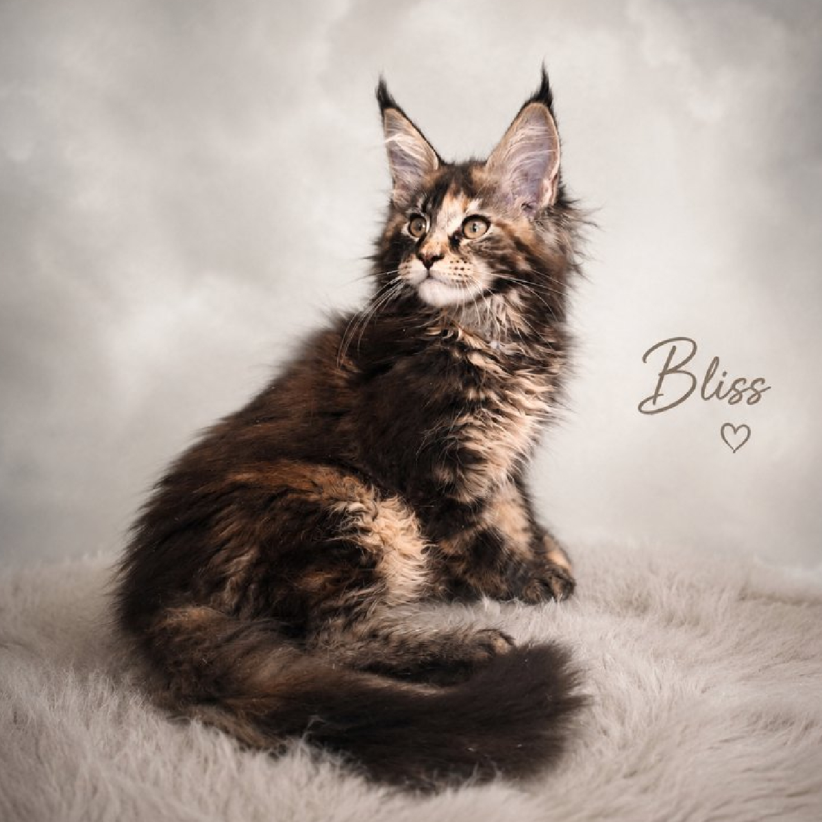 Bliss chaton Maine Coon femelle brown tortie de 3 mois à la chatterie Ogador.