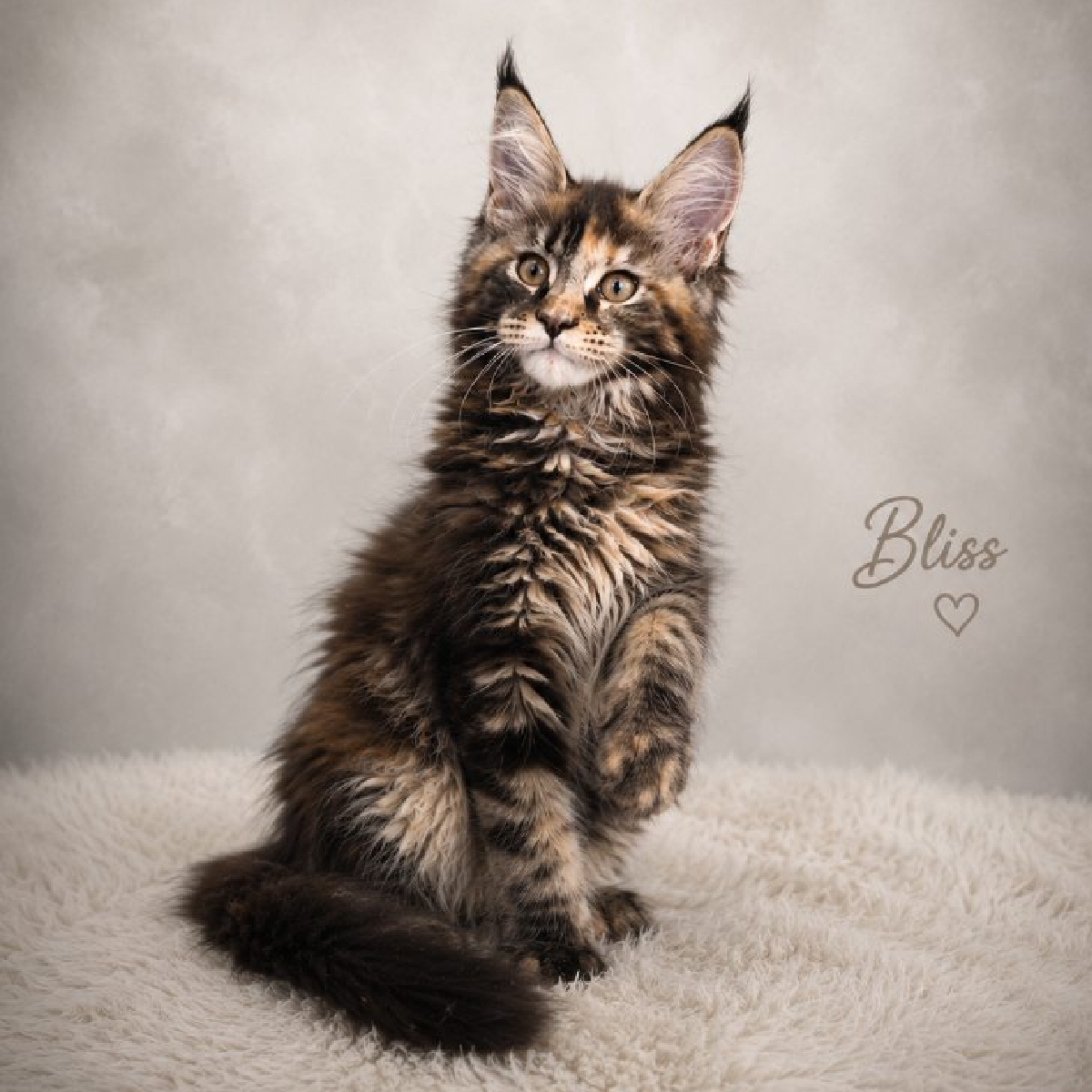 Evolution de Bliss, femelle Maine Coon brown tortie.