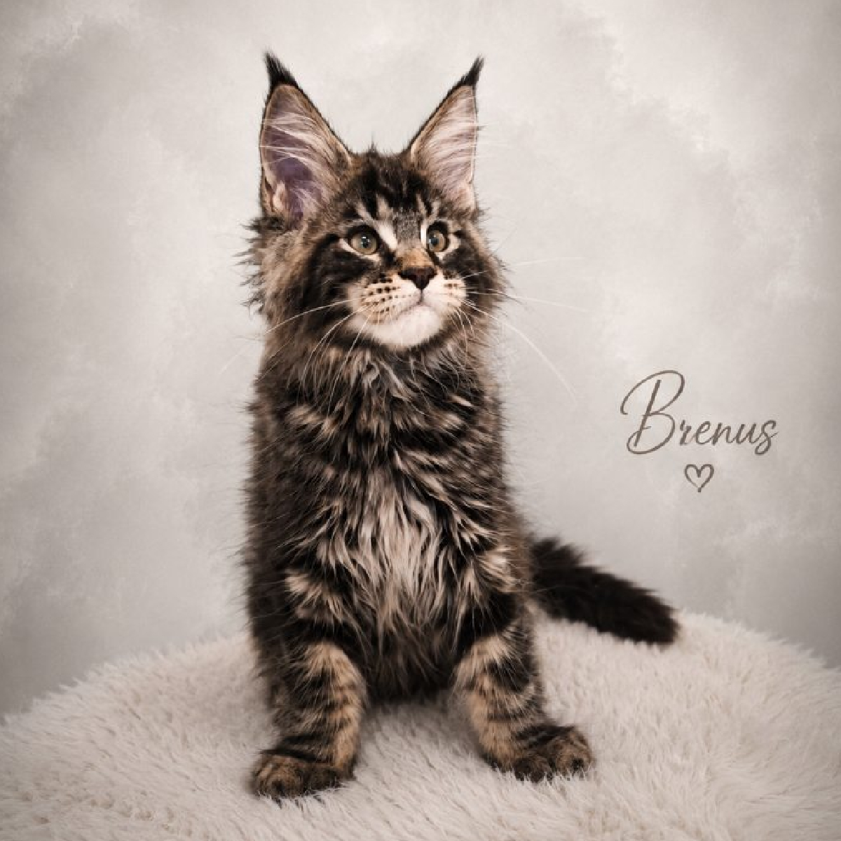 Brenus chaton Maine Coon mâle black silver blotched tabby de 2 mois.